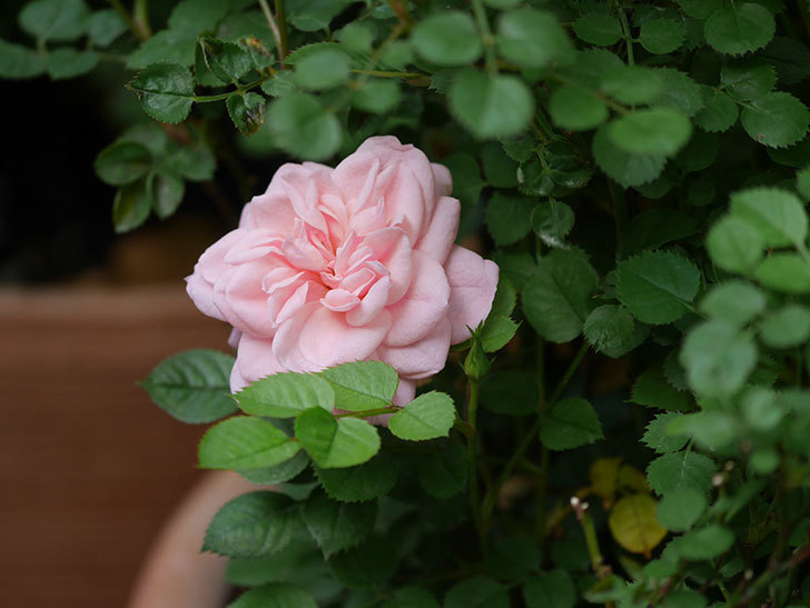 ミスピーチ姫(Miss Peach-hime)の花がぽつぽつ咲きだした。ミニバラ。2021年-016.jpg