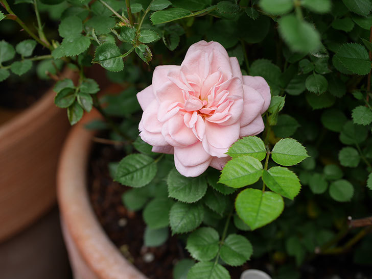 ミスピーチ姫(Miss Peach-hime)の花がぽつぽつ咲きだした。ミニバラ。2021年-018.jpg