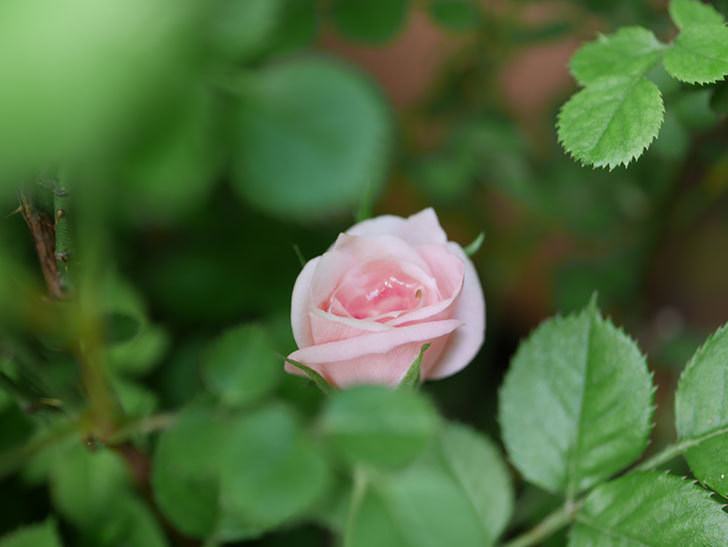 ミスピーチ姫(Miss Peach-hime)の花がぽつぽつ咲きだした。ミニバラ。2021年-019.jpg