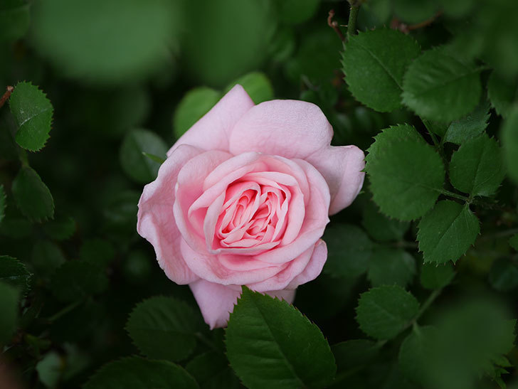 ミスピーチ姫(Miss Peach-hime)の花がぽつぽつ咲きだした。ミニバラ。2021年-027.jpg