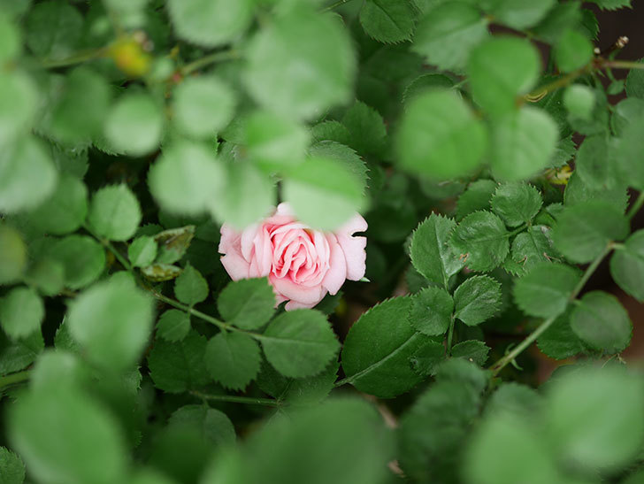 ミスピーチ姫(Miss Peach-hime)の花がぽつぽつ咲きだした。ミニバラ。2021年-028.jpg