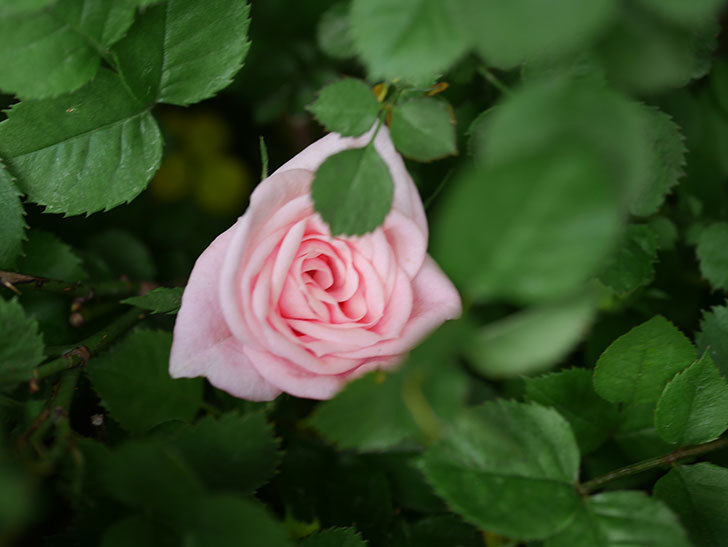ミスピーチ姫(Miss Peach-hime)の花がぽつぽつ咲きだした。ミニバラ。2021年-029.jpg