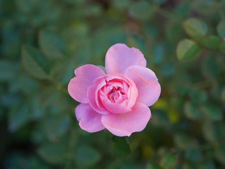 ミスピーチ姫(Miss Peach-hime)の花がまだ咲いている。ミニバラ。2021年1月-004.jpg