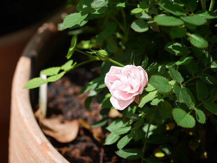 ミスピーチ姫(Miss Peach-hime)の花が咲いた。ミニバラ。2022年-001.jpg
