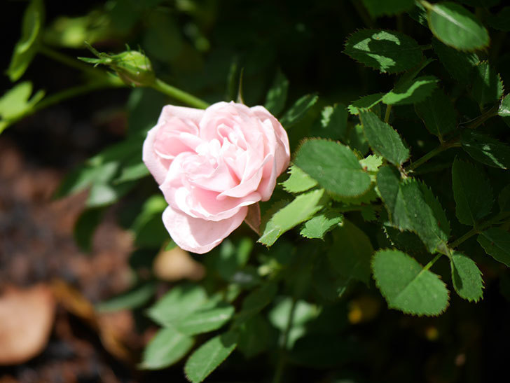 ミスピーチ姫(Miss Peach-hime)の花が咲いた。ミニバラ。2022年-002.jpg
