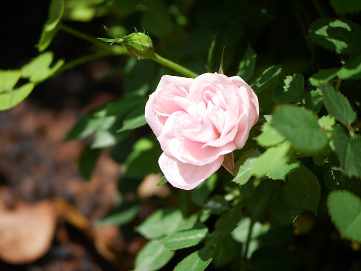 ミスピーチ姫(Miss Peach-hime)の花が咲いた。ミニバラ。2022年-003.jpg