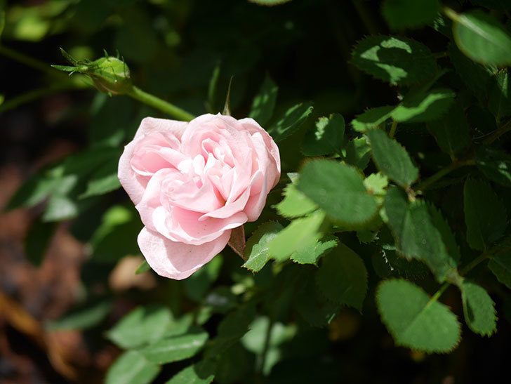ミスピーチ姫(Miss Peach-hime)の花が咲いた。ミニバラ。2022年-004.jpg