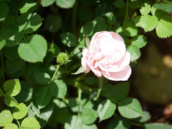 ミスピーチ姫(Miss Peach-hime)の花が咲いた。ミニバラ。2022年-006.jpg