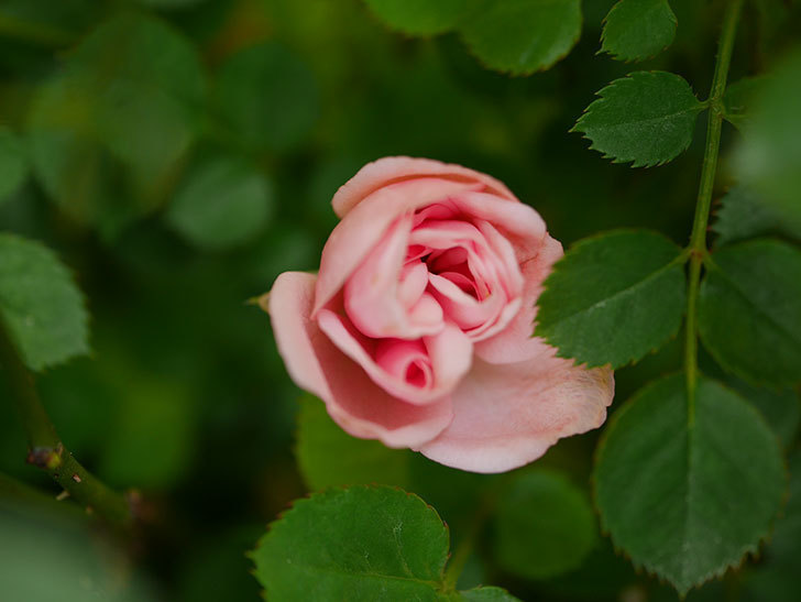 ミスピーチ姫(Miss Peach-hime)の花が咲きだした。ミニバラ。2021年-012.jpg