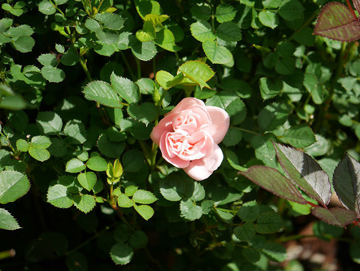 ミスピーチ姫(Miss Peach-hime)の花が咲きだした。ミニバラ。2021年-017.jpg