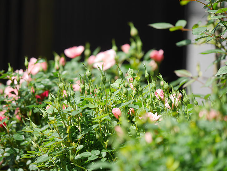 ミスピーチ姫(Miss Peach-hime)の花が増えてきた。ミニバラ。2022年-008.jpg