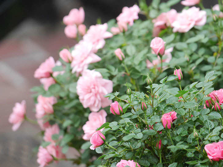 ミスピーチ姫(Miss Peach-hime)の花が増えてきた。ミニバラ。2022年-037.jpg