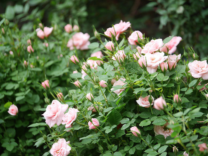 ミスピーチ姫(Miss Peach-hime)の花が増えてきた。ミニバラ。2022年-041.jpg