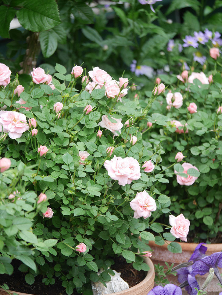 ミスピーチ姫(Miss Peach-hime)の花が増えてきた。ミニバラ。2022年-050.jpg