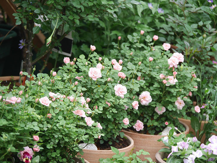 ミスピーチ姫(Miss Peach-hime)の花が増えてきた。ミニバラ。2022年-051.jpg