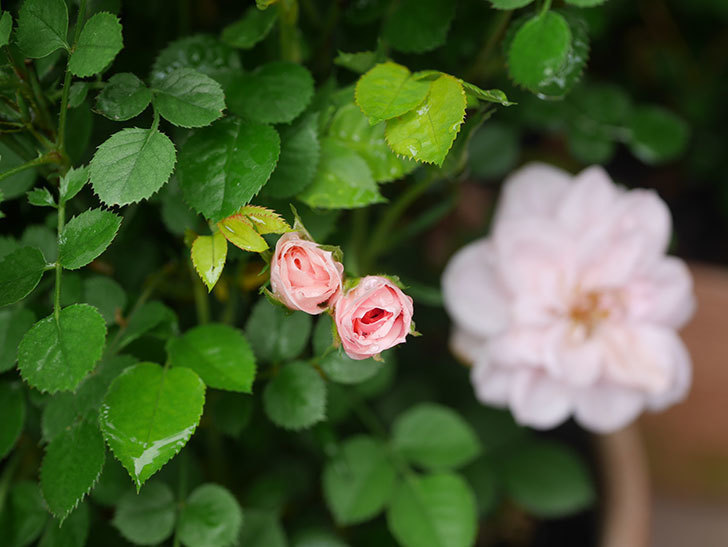 ミスピーチ姫(Miss Peach-hime)の花が少しずつ増えてきた。ミニバラ。2021年-008.jpg
