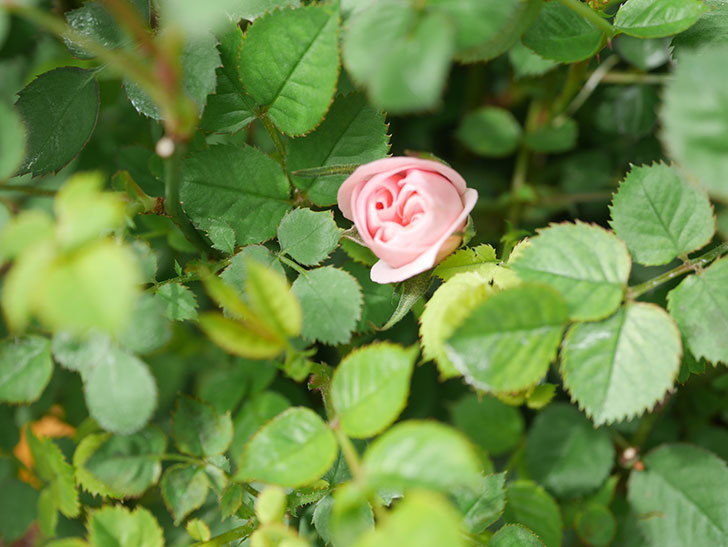 ミスピーチ姫(Miss Peach-hime)の花が少し咲いた。ミニバラ。2022年-002.jpg