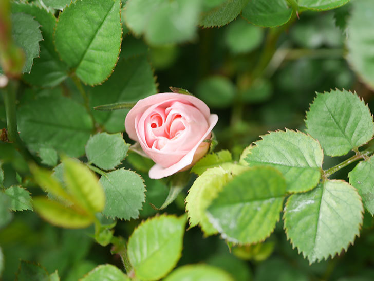ミスピーチ姫(Miss Peach-hime)の花が少し咲いた。ミニバラ。2022年-003.jpg