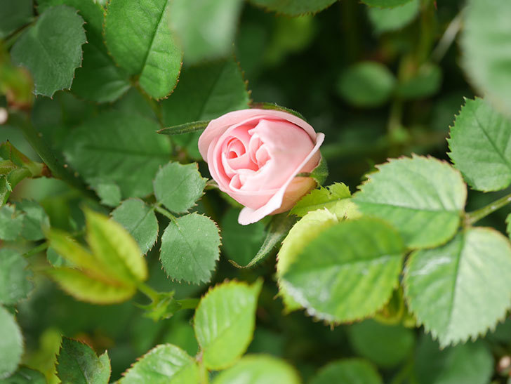 ミスピーチ姫(Miss Peach-hime)の花が少し咲いた。ミニバラ。2022年-006.jpg