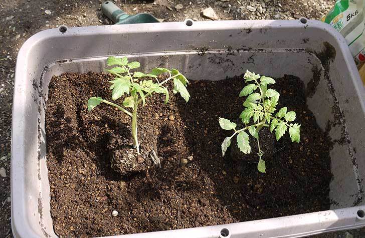 ミニトマト-サントリー-純あまをプランターに植えた2.jpg
