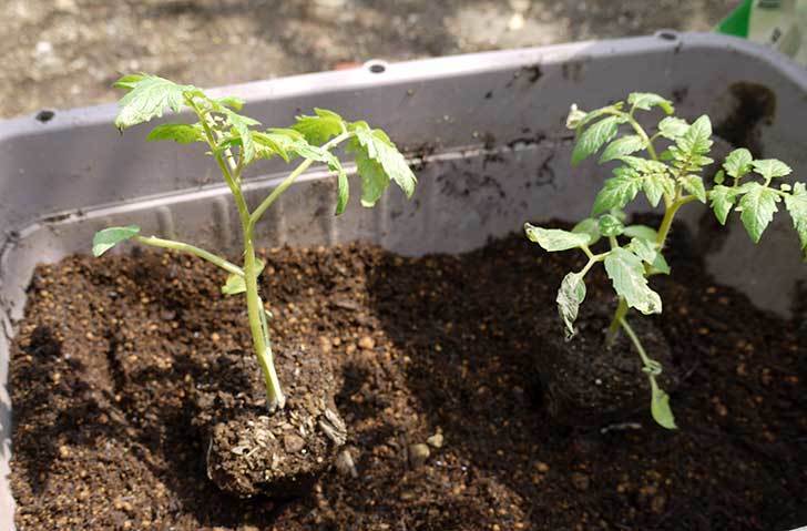ミニトマト-サントリー-純あまをプランターに植えた4.jpg