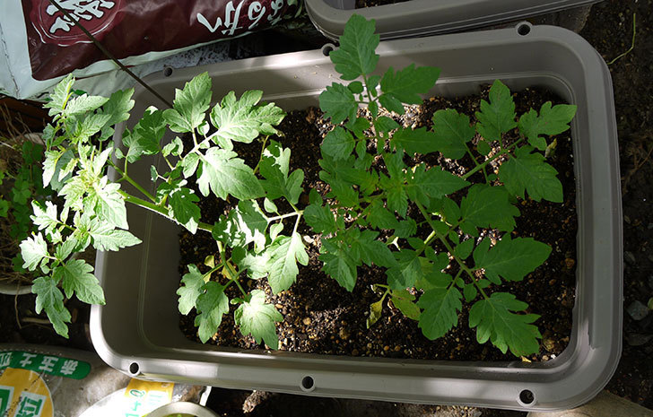 ミニトマト-ミニピコの苗をプランターに植えた5.jpg