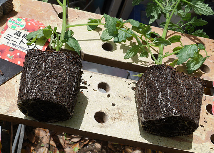 ミニトマトの苗4種類8個をプランターに植えた。2019年-3.jpg