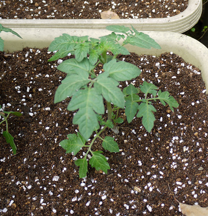 ミニトマトの苗4種類8本をプランターに植えた。2016年-10.jpg