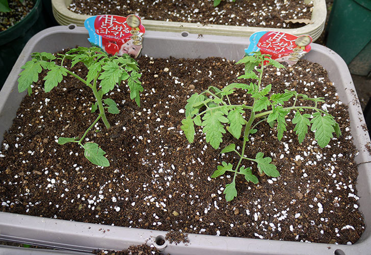 ミニトマトの苗4種類8本をプランターに植えた。2016年-11.jpg