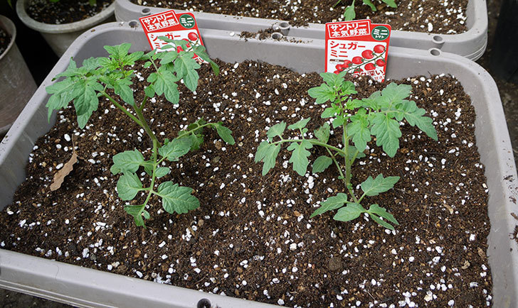 ミニトマトの苗4種類8本をプランターに植えた。2016年-13.jpg