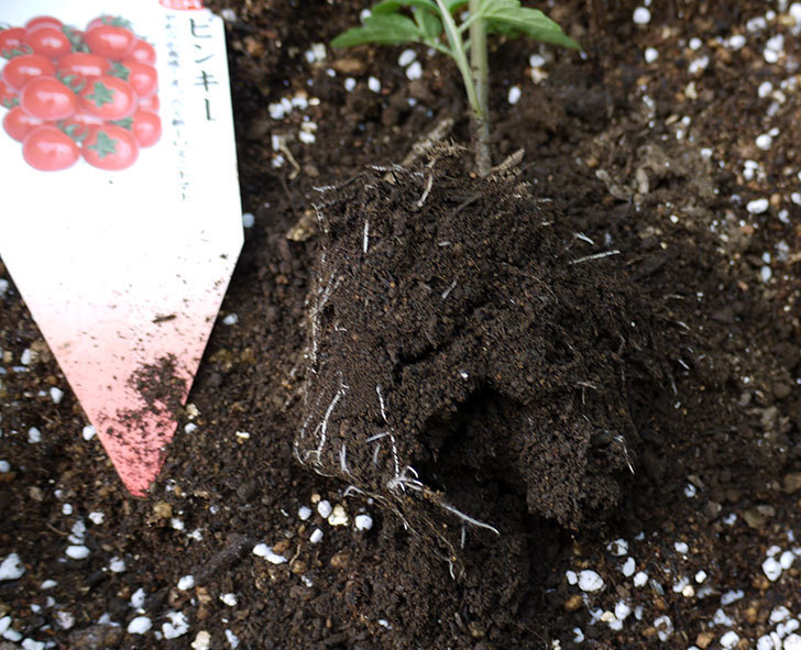 ミニトマトの苗4種類8本をプランターに植えた。2016年-3.jpg