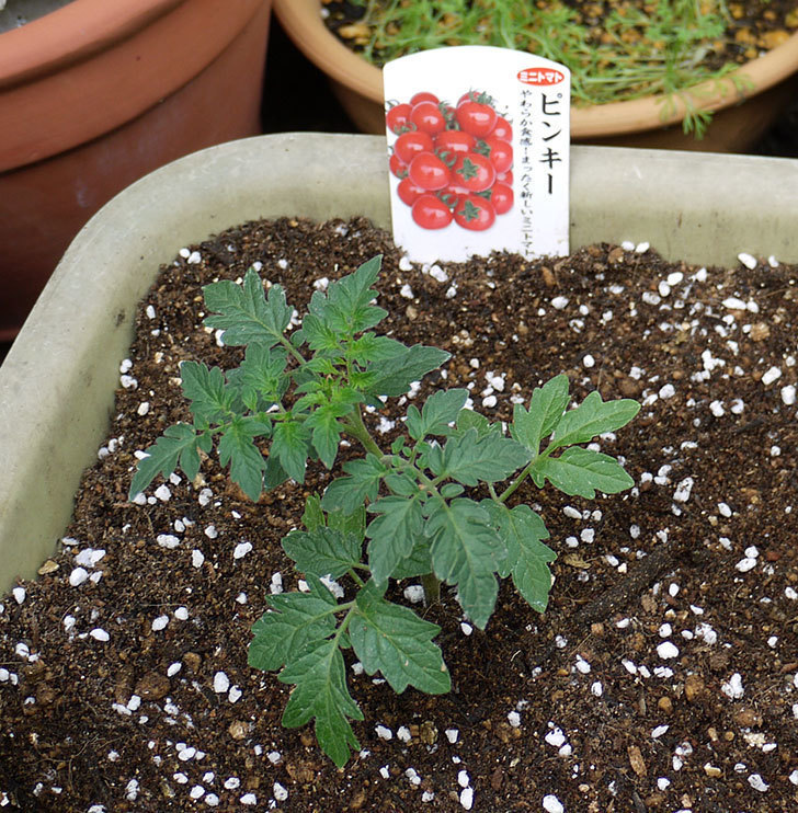 ミニトマトの苗4種類8本をプランターに植えた。2016年-8.jpg