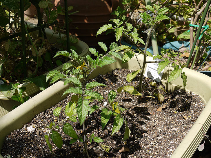 ミニトマトの苗をプランターに植えた1.jpg