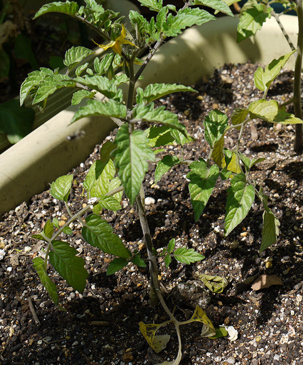 ミニトマトの苗をプランターに植えた2.jpg