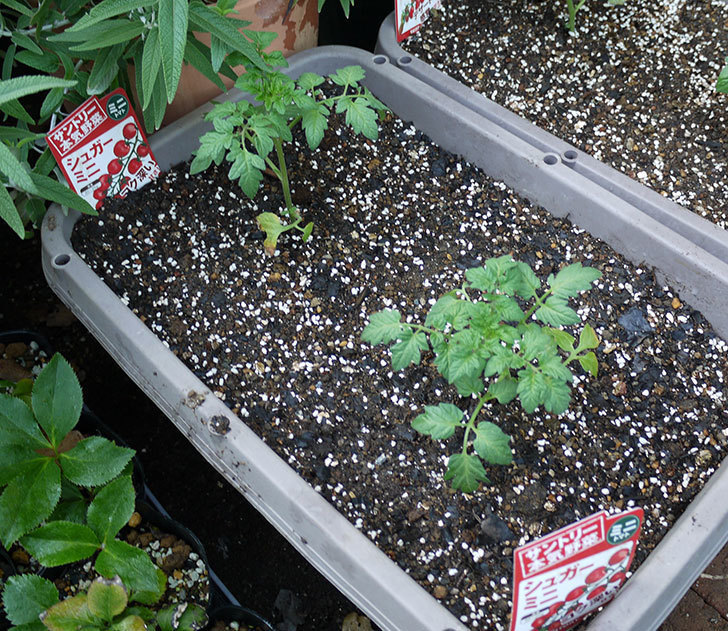 ミニトマトの苗をプランターに植えた。2017年-12.jpg