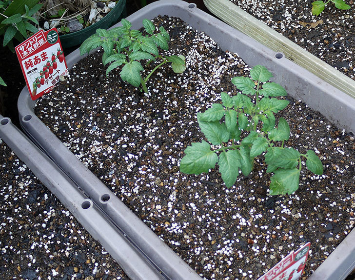 ミニトマトの苗をプランターに植えた。2017年-13.jpg
