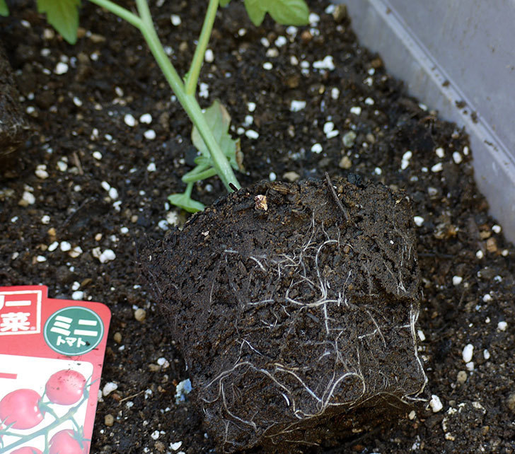ミニトマトの苗をプランターに植えた。2017年-3.jpg