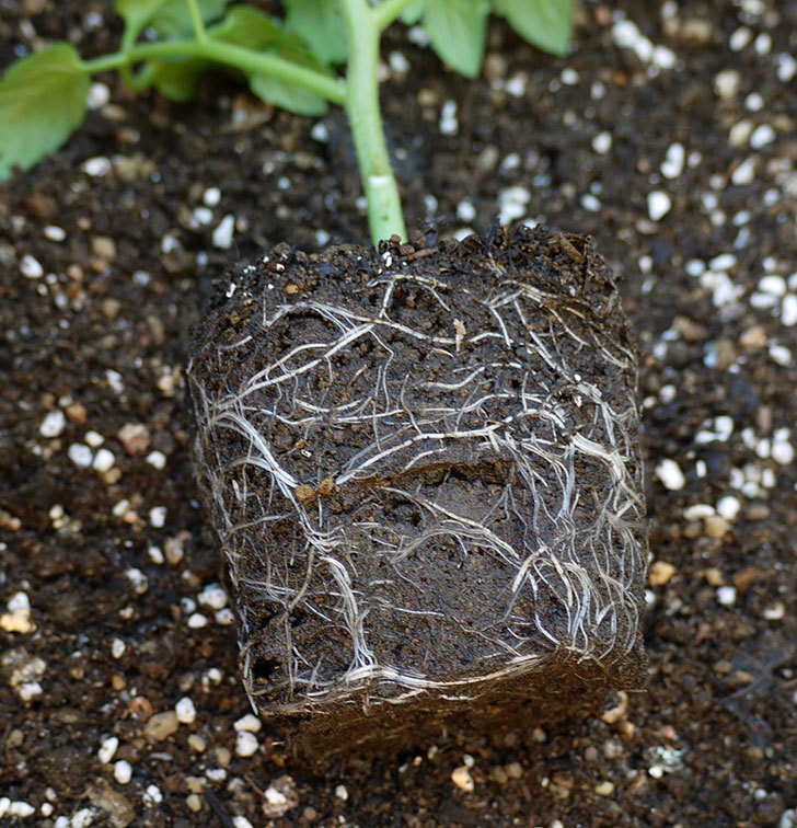 ミニトマトの苗をプランターに植えた。2017年-5.jpg