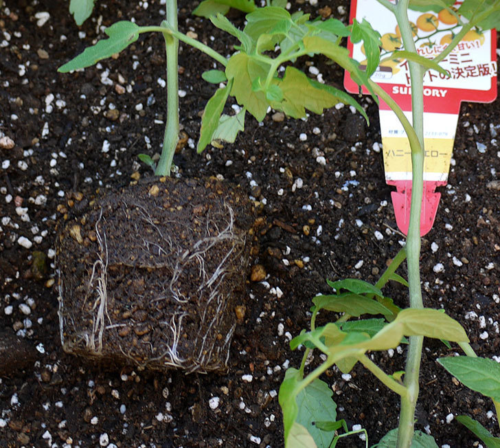 ミニトマトの苗をプランターに植えた。2017年-8.jpg