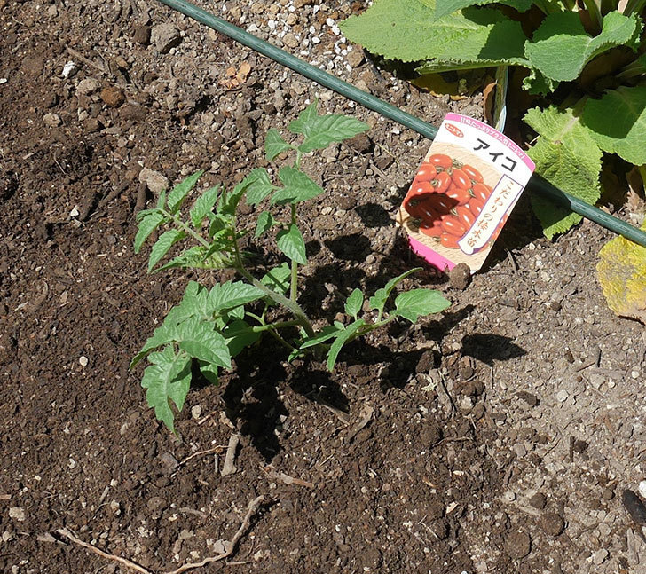 ミニトマトの苗アイコ1株とおいしいミニトマト2株を地植えした。2020年-9.jpg