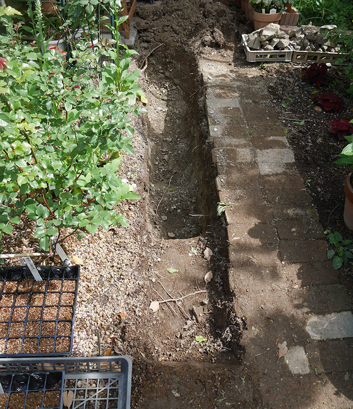 ミニトマトを地植えするために穴を30cmぐらい掘った。2020年-1.jpg