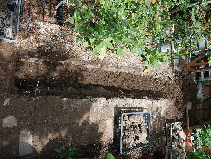 ミニトマトを地植えするために穴を30cmぐらい掘った。2020年-13.jpg