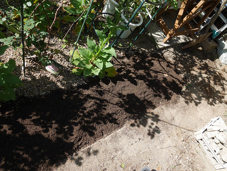 ミニトマトを地植えするために穴を30cmぐらい掘った。2020年-20.jpg