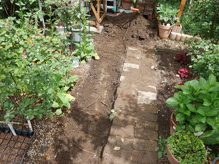 ミニトマトを地植えするために穴を30cmぐらい掘った。2020年-4.jpg