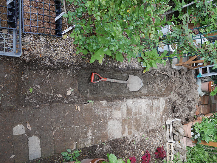 ミニトマトを地植えするために穴を30cmぐらい掘った。2020年-7.jpg