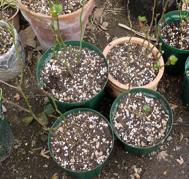 ミニバラを1本ずつにバラして植え替えたら48鉢になった。2016年-13.jpg