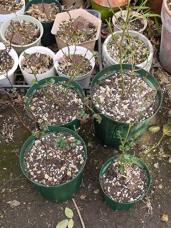 ミニバラを1本ずつにバラして植え替えたら48鉢になった。2016年-17.jpg