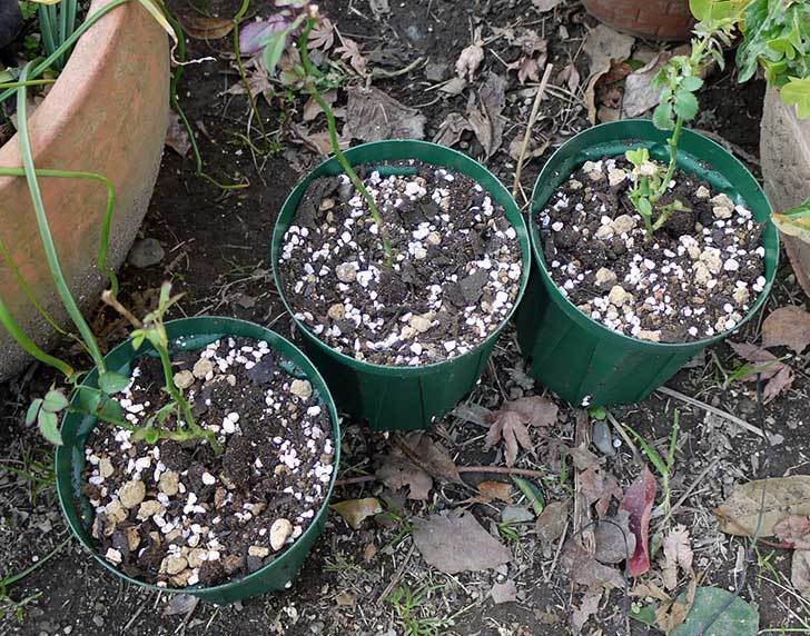 ミニバラを1本ずつにバラして植え替えたら48鉢になった。2016年-37.jpg
