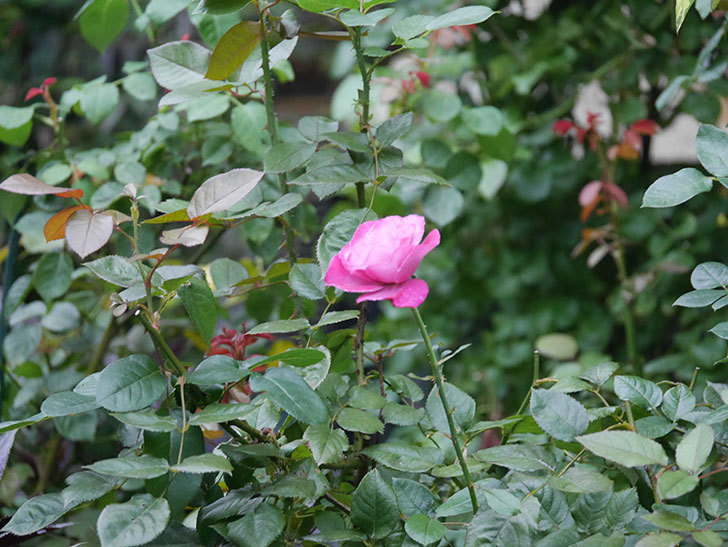ミュリエル・ロバン(Muriel Robin)の2番花がまた1個咲いた。木立バラ。2020年-006.jpg