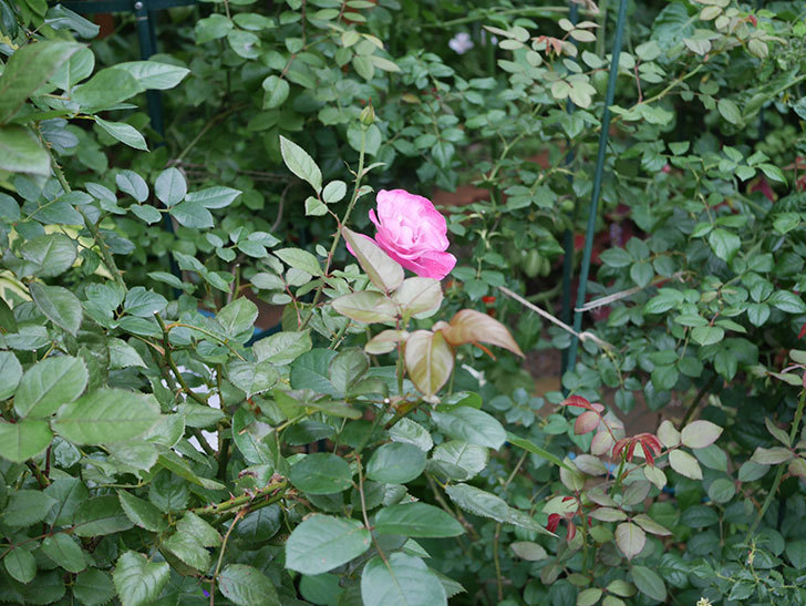 ミュリエル・ロバン(Muriel Robin)の2番花がまた1個咲いた。木立バラ。2020年-008.jpg